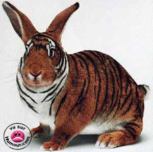 eh oui j'aime tout les animaux